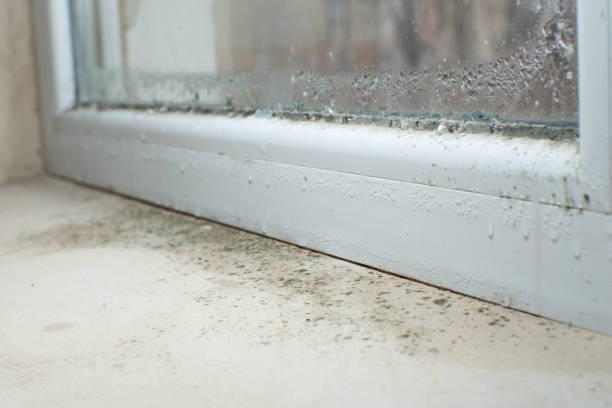 Why You Should Choose Our Mold Remediation Services in Havre, MT